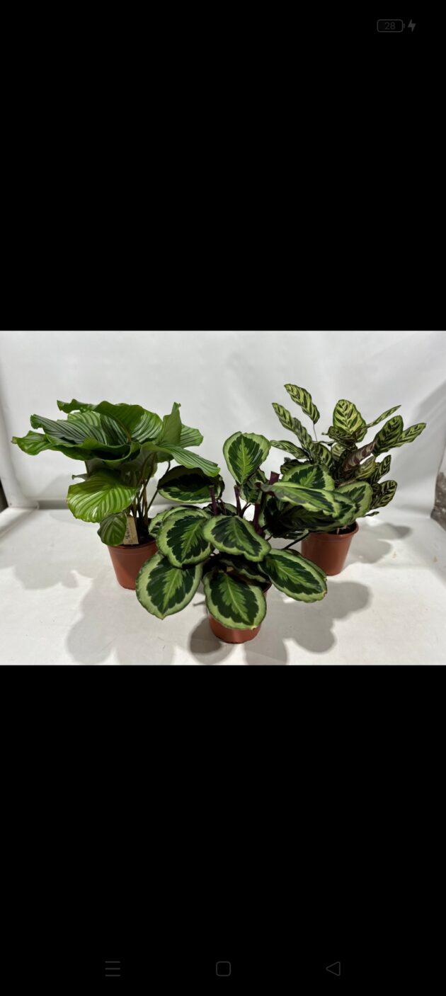 Calathea mista vaso 19 decorum