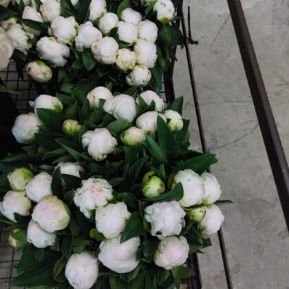 Paeonia bianca napoli