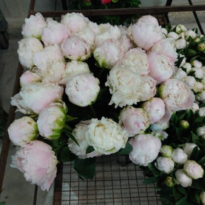 Paeonia rosa chiaro TOP