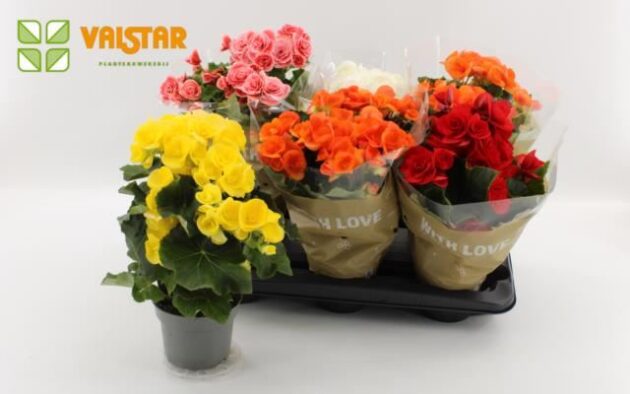 Begonia mista vaso 14 cassette da 6