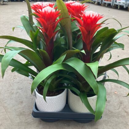 Guzmania hope in ceramica
