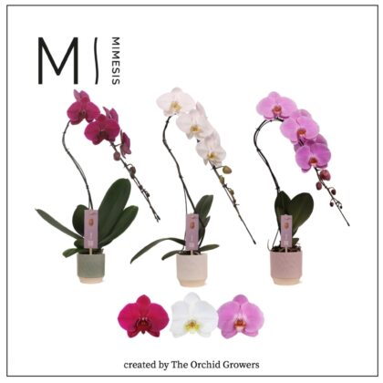 Phalaenopsis cigno in ceramica come da foto