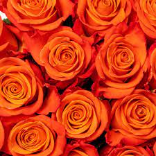 Roses orange crush ecuador