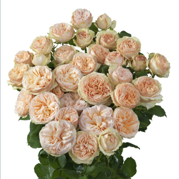 Rose spray rosa chiaro cm 50 olanda