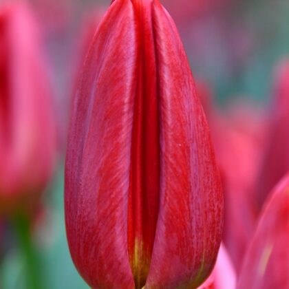 Tulipano rosso olanda