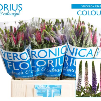 Veronica mix cm 60