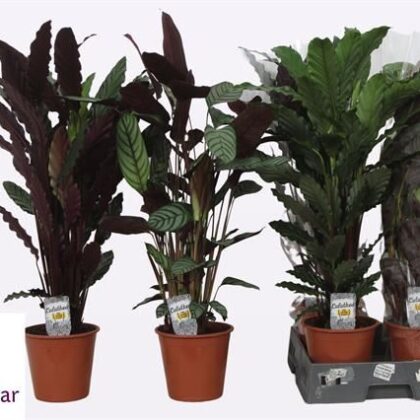 Calathea mista vaso 19