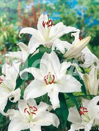 Lilium orientale bianco