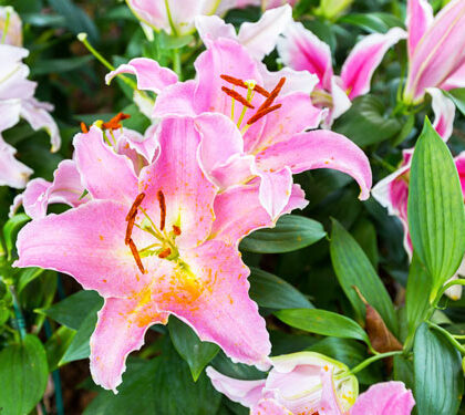 Lilium orientale rosa