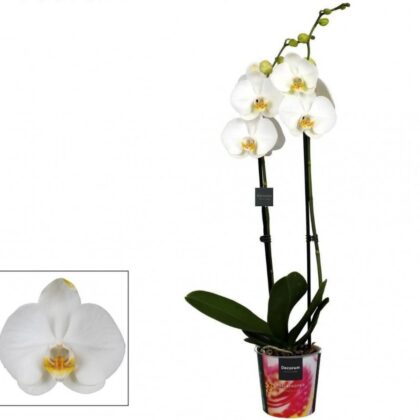 Phalaenopsis bianco cm 80