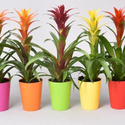 Guzmania mista in ceramica