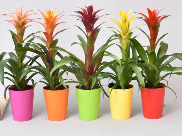 Guzmania mista in ceramica