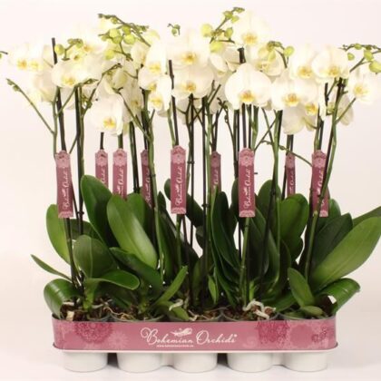 Phalaenopsis bianco cm 80