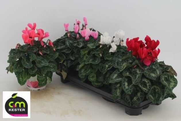 Ciclamino vaso 13 altezza cm 30 cassette da 3
