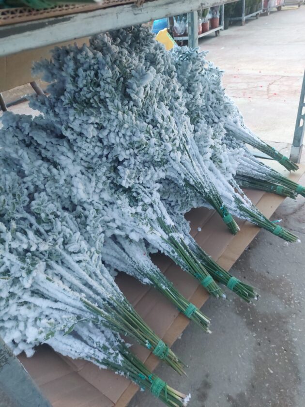 Pungitopo neve bianco