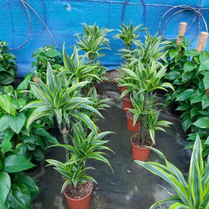 Dracena lemon lime vaso 19
