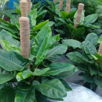 Philodendron imperial vaso 27 cm 120