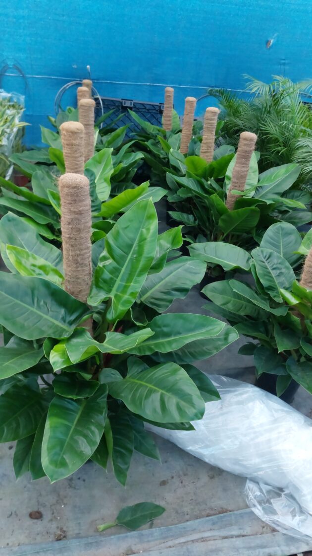Philodendron imperial vaso 27 cm 120