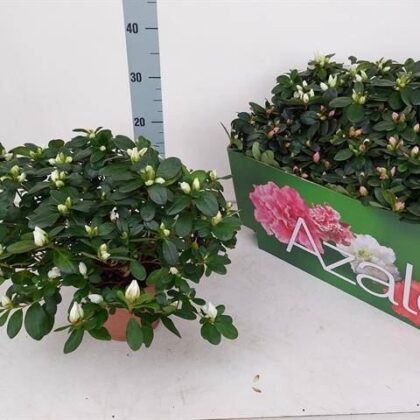 Rhododendron vaso 14 cassette da 6 TOP