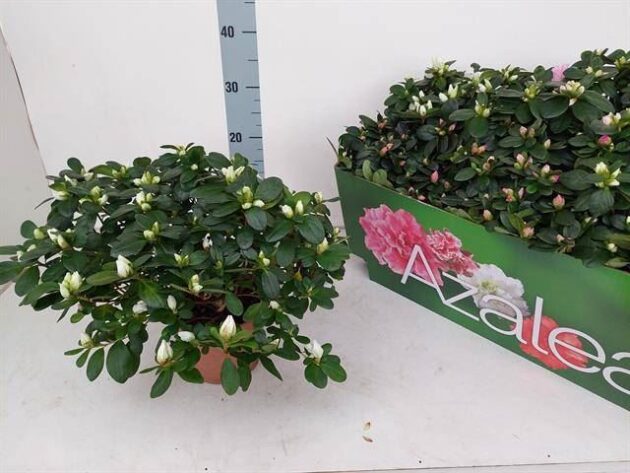 Rhododendron vaso 14 cassette da 6 TOP