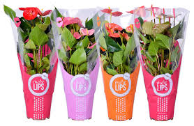 Anthurium vaso 14 misto