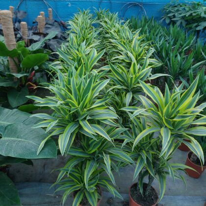 Dracena lemon lime vaso 24