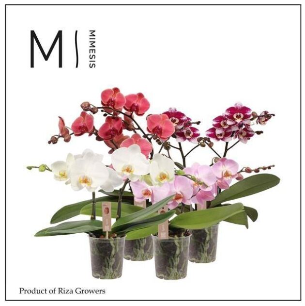 Phalaenopsis wave misto 2 rami