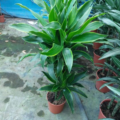 Dracena deremensis arturo vaso 21