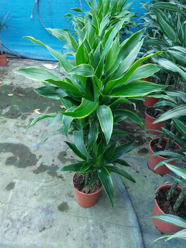 Dracena deremensis arturo vaso 21