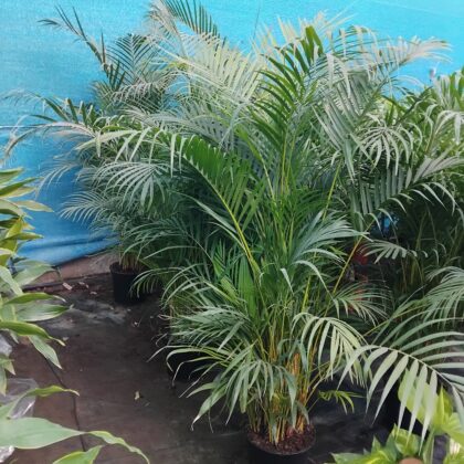 Areca vaso 27 TOP