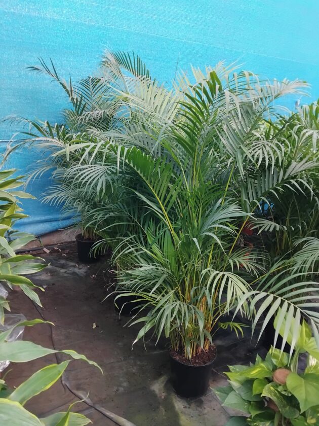 Areca vaso 27 TOP