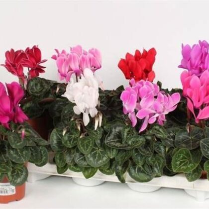 Ciclamini misti vaso 10 cassette da 8