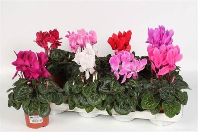 Ciclamini misti vaso 10 cassette da 8