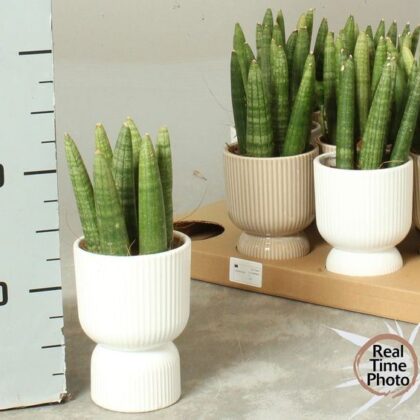 Sanseveria vaso 8 a punta in ceramica