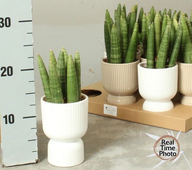 Sanseveria vaso 8 a punta in ceramica