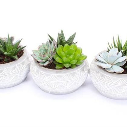 Succulenti misti 3 varietà vaso 18 cassette da 3