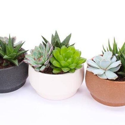 Succulenti mix vaso 15 cassette da 3