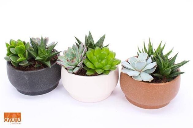 Succulenti mix vaso 15 cassette da 3