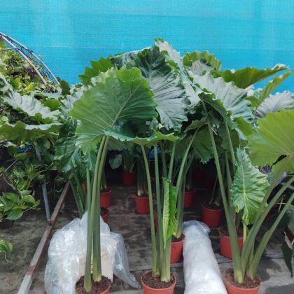 Alocasia macrorriza vaso 24 TOP