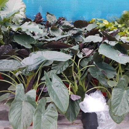Alocasia green wentii vaso 21