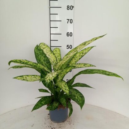 Dieffenbachia vesuvio vaso 17 cm 50