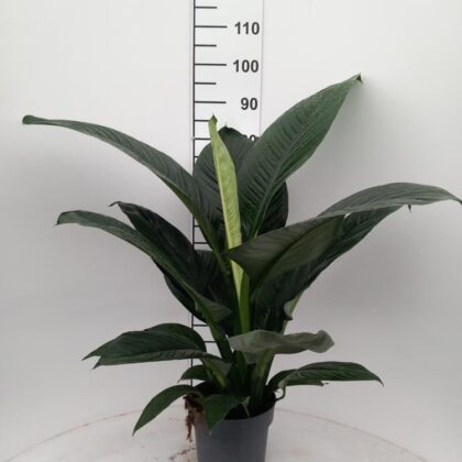 Spathiphyllum sensation vaso 21