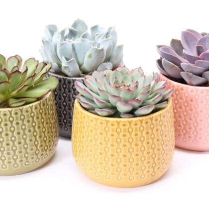 Echeveria mista vaso 15 in ceramica come da foto