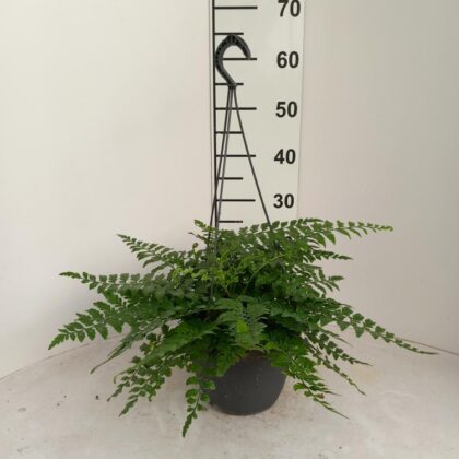 Asplenium parvati basket vaso 20