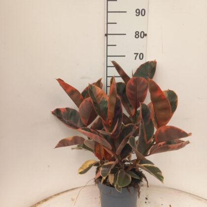 Ficus belize vaso 21 (3 piante)