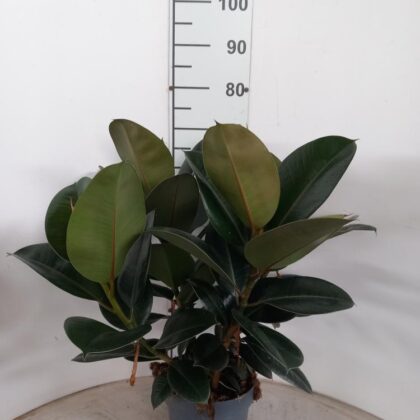 Ficus robusta vaso 17