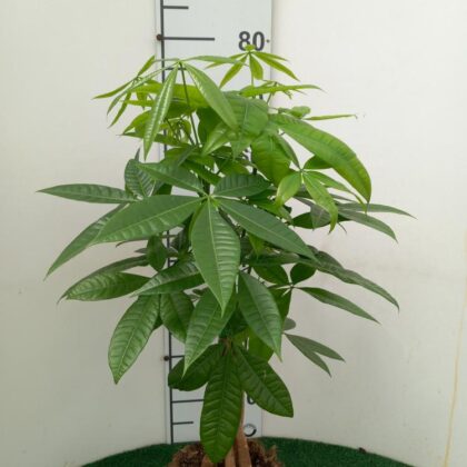 Pachira aquatica vaso 17