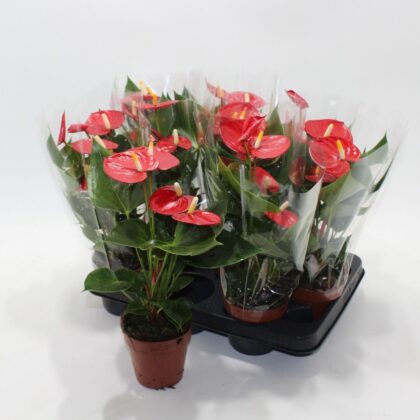Anthurium rosso vaso 10