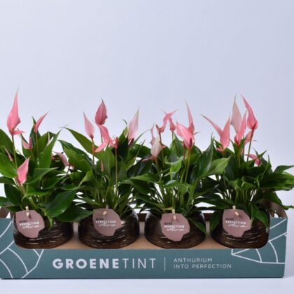 Anthurium lilli vaso 12 in ceramica