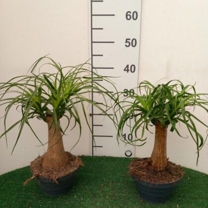 Beaucarnea vaso 17